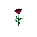 Rose plant
