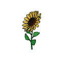 Sunflower plant