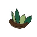 Crown Moss